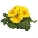 Afbeelding van Primula P10.5 Yellow